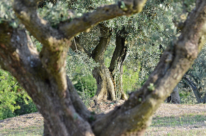 シャトーヴィランのオリーブの木